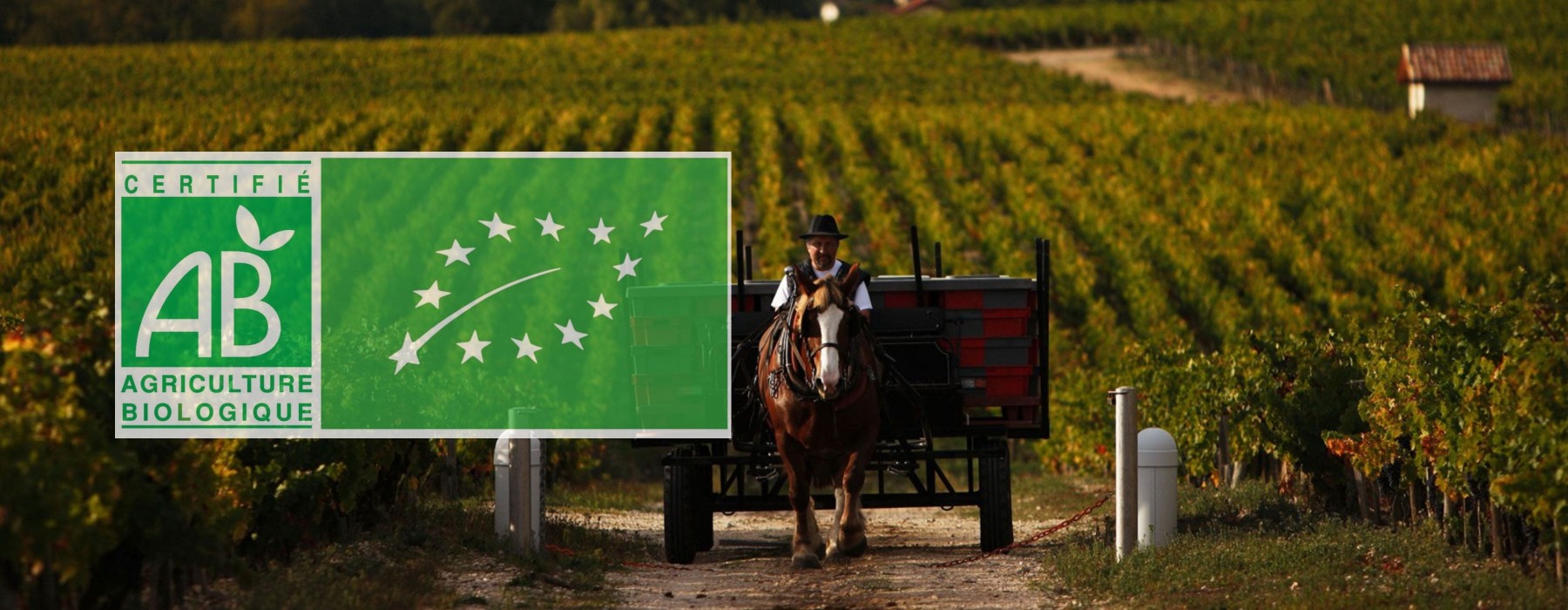 Les vins Biologiques